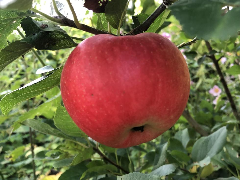 Planteværksted - æbler