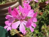 Planteværksted - duftpelargonier