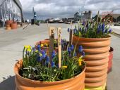 Planteværksted i Verdensrummet - Blomsterløg