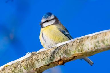 Den aarhusianske natur – fotoudstilling