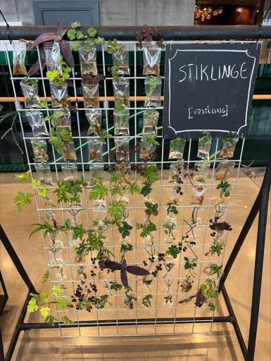 Potteplanter af stiklinger